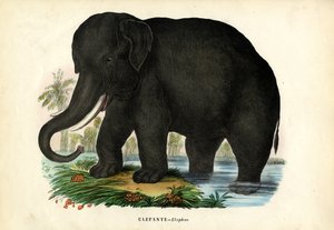 Aziatische olifant, 1863-79